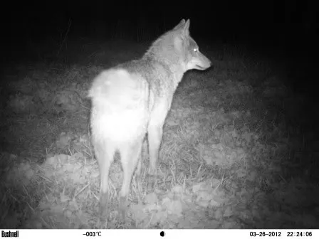 New Year’s Eve Coyote Howl